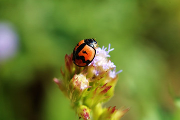 Fototapeta premium ladybird standing on top of flower
