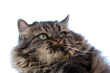 adorable cat portrait