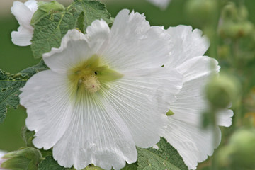 hibiskus blüte © kernel