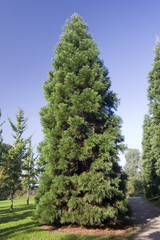 giant sequoia