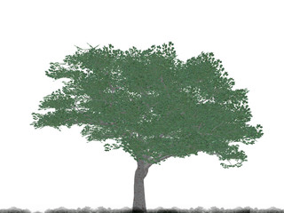 tree