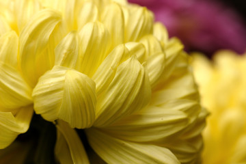 chrysanthemum gelb