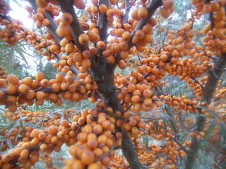 sea buckthorn