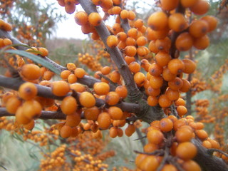 sea buckthorn