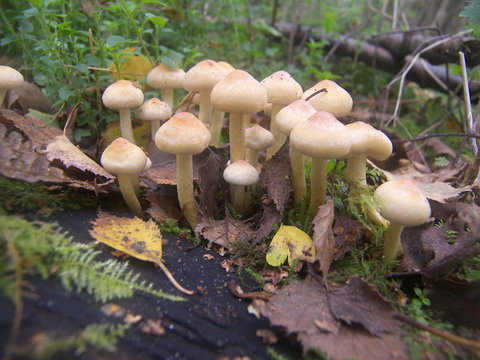 mushroom