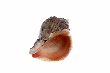 sea shell