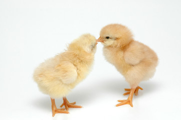 chickens
