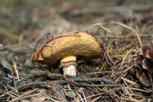 mushroom in a needles