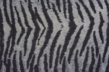 white tiger background