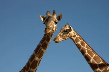 Crédence de cuisine en verre imprimé Girafe two giraffes