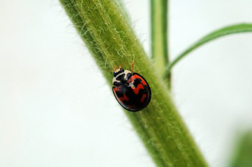 ladybird and stem