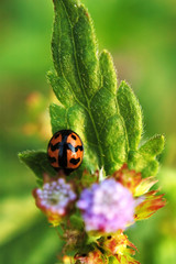 ladybird on leaf of plant