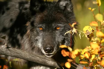 Photo sur Aluminium Loup black wolf