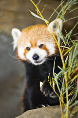 red panda