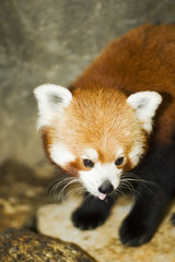 Obraz premium red panda