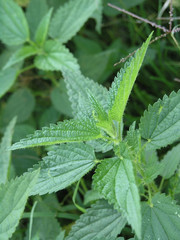 plants background - nettle