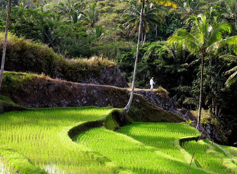 promenade dans la riziere