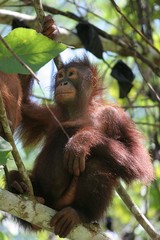 portrait d'orang outan