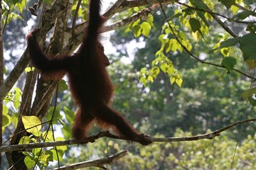 orang outan silhouette