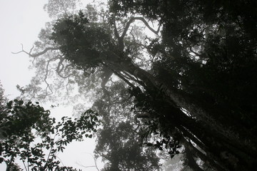 forêt primaire de bornéo