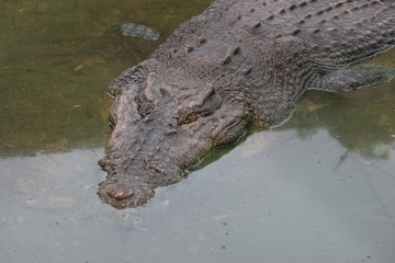 portrait d'alligator
