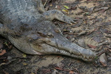 portrait de gavial