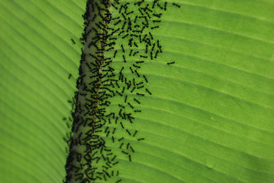 fourmis sur feuilles d'alocasia