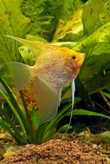 aquarium-scalar gold