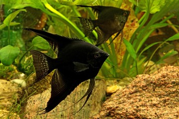 aquarium and black scalars