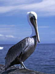 pelican