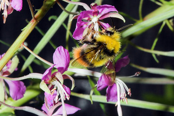 wiesenhummel