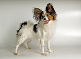 papiglion - dog-butterfly