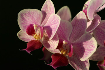 orchid violet phalaenopsis