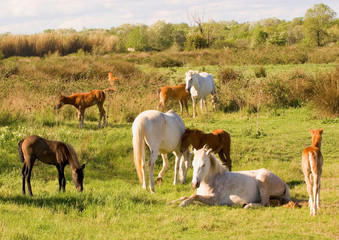 chevaux camarguais