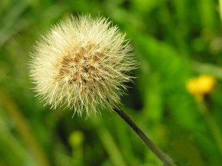 blow-balls of sow-thistle