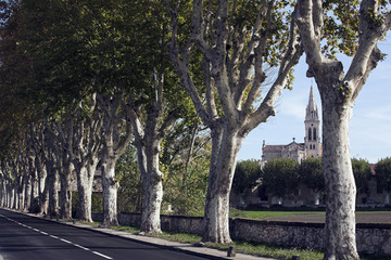 platanenallee bei saint cannat