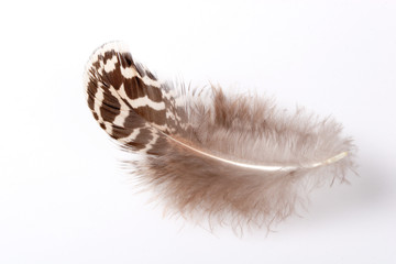 feather