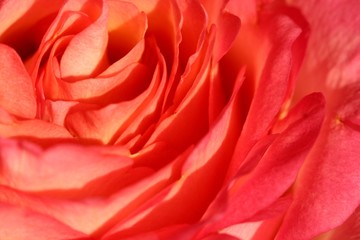 rose detail
