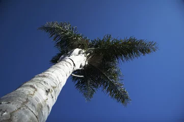 Tuinposter palme © maranso