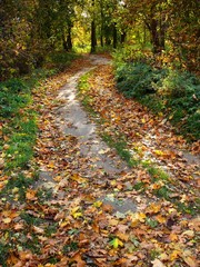 autumn colourful road