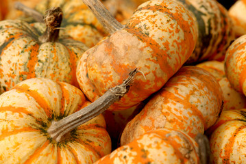 gourds