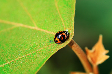ladybird on center of leaf