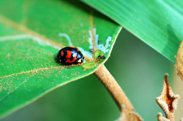 ladybird with leaf