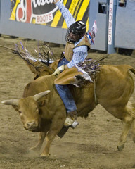 Cowboy riding on bull, rodeo show