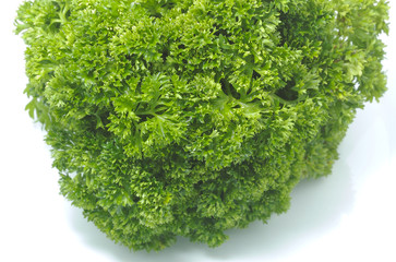 green parsley closeup