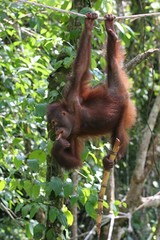 orang outan suspendu à une corde