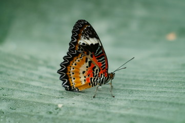 cethosia hypsea