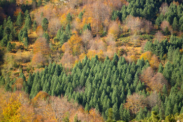 for&ecirc;t en montagne