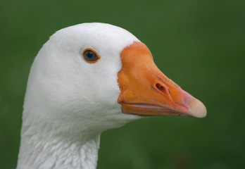 head of a goose