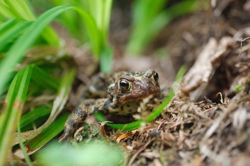 crapaud